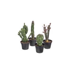 Kaktus Mix 15-22cm